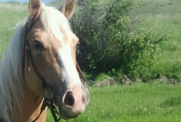 equine equine